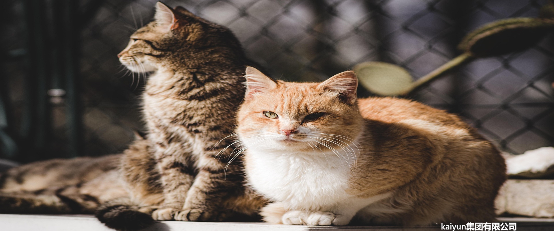 kaiyun集团智能喂养系统