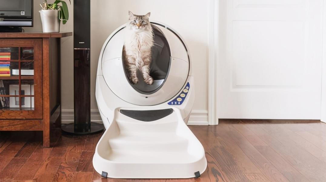 枣庄：小小猫砂做成全球大生意(图1)