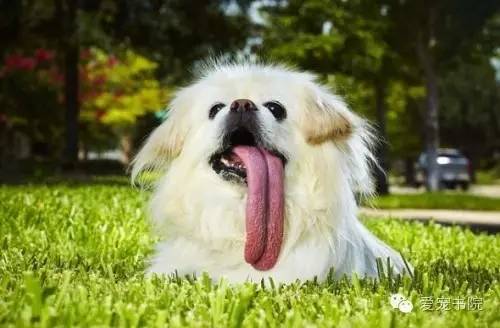 首日即引爆全场!宠智联LovePet贝儿宠物翻译项圈20升级版闪耀深圳宠物展(图1)