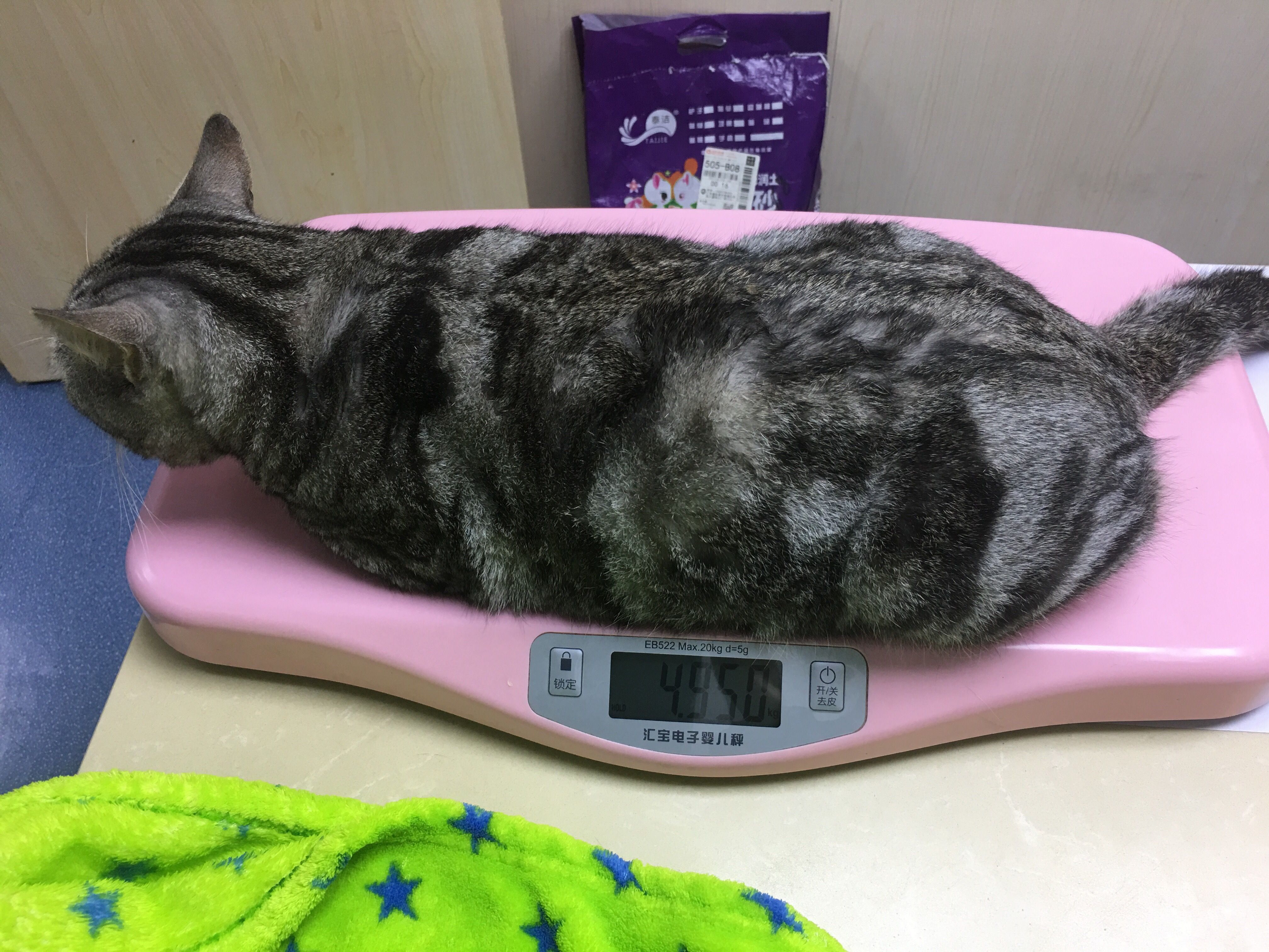 首创次抛型宠物智能心电衣质子心宠完成天使轮融资(图1)