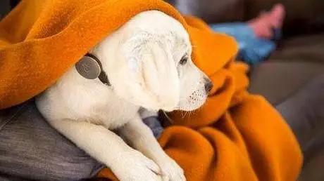 首个互联网宠物犬猫交易服务标准发布“一宠一码”溯源破解“星期宠”乱象(图1)