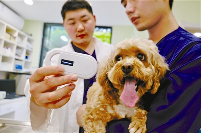 消博会“新宠”来了！AI智能项圈读懂宠物心跳国免三亚店打造“萌宠友好”新地标(图1)