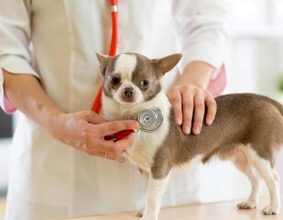 从“搬运”到“定制”青年创业者助中国宠物用品走俏海外(图1)