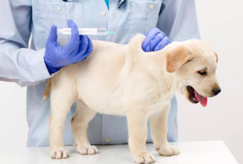 AI重塑人宠关系：宠物经济迈入“智能化”新纪元(图1)