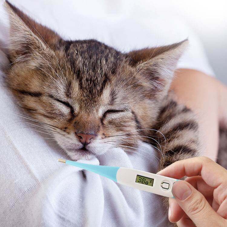 湖南宠物健康分析(图1)