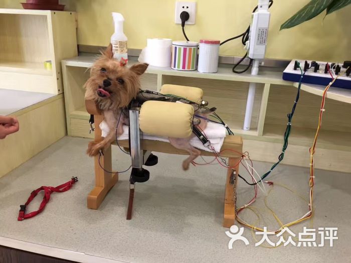 宠呗科技AI智能宠物检测仪是什么(图1)