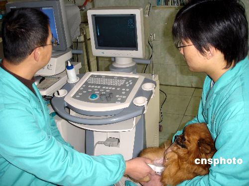可穿戴宠物健康监测系统详解洞察(图1)